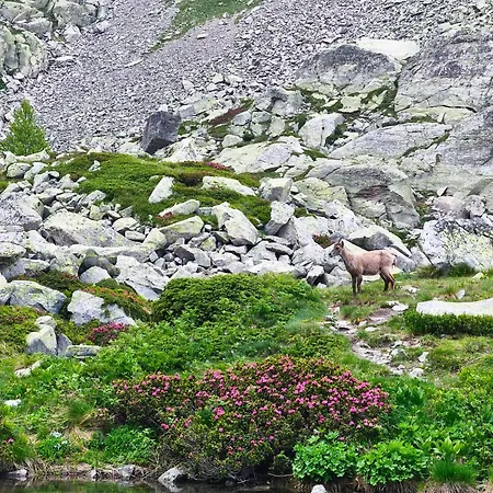 Lu Cheur Ad Zona Limone Piemonte